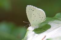 Celastrina argiolus