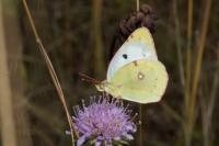 Colias hyale/alfacariensis