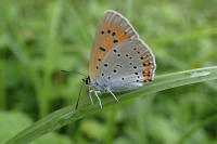 Lycaena dispar