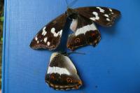 Apatura iris