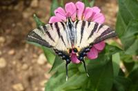 Iphiclides podalirius