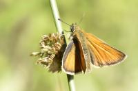 Thymelicus lineola