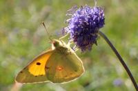 Colias crocea