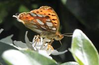 Issoria lathonia