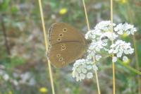 Aphantopus hyperantus