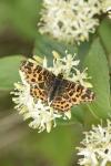Araschnia levana