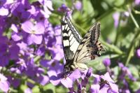 Papilio machaon