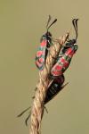 Zygaena carniolica