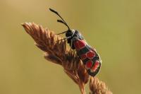 Zygaena carniolica