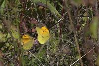 Colias crocea
