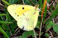 Colias crocea