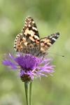 Vanessa cardui