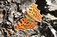 Polygonia c-album