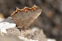 Polygonia c-album