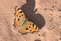 Nymphalis polychloros