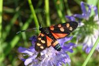 Zygaena ephialtes