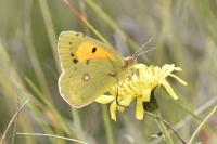 Colias crocea