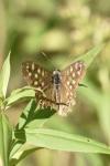 Pararge aegeria tircis