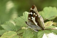 Apatura iris