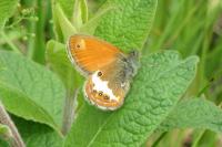 Coenonympha arcania