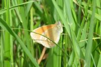 Coenonympha glycerion glycerion