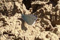Celastrina argiolus