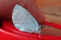Celastrina argiolus