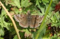 Erynnis tages