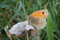 Coenonympha pamphilus