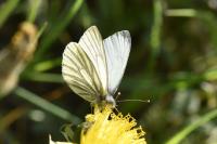 Pieris napi