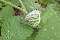 Pieris napi