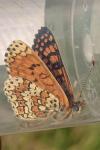 Melitaea cinxia