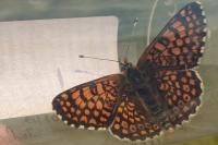 Melitaea cinxia