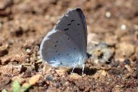 Celastrina argiolus
