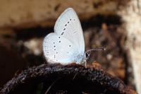 Cupido minimus