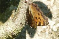 Nymphalis polychloros