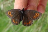 Erebia medusa