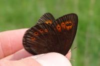 Erebia medusa