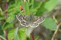 Pyrgus malvae