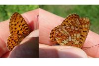 Boloria euphrosyne