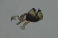 Leptidea sinapis