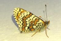 Melitaea cinxia