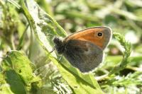 Coenonympha pamphilus