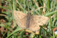 Erynnis tages