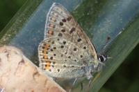 Lycaena tityrus