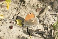Coenonympha pamphilus