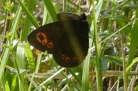 Erebia medusa