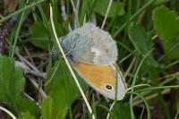 Coenonympha pamphilus