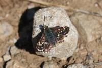 Spialia sertorius