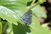 Celastrina argiolus